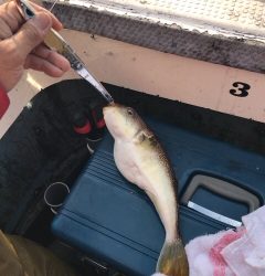 明石ジギング船