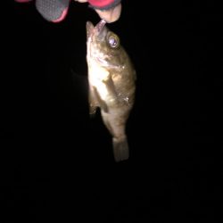 底ベタアジング！