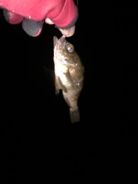 底ベタアジング！