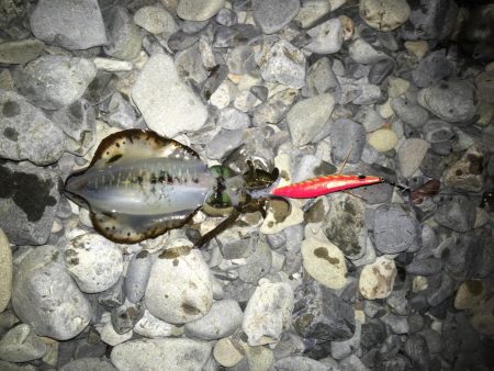 大里松原海岸 アオリイカ3杯