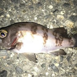 メバルの季節！