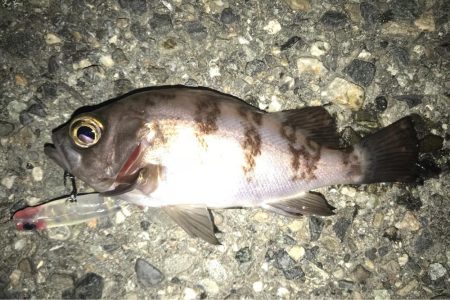 メバルの季節！