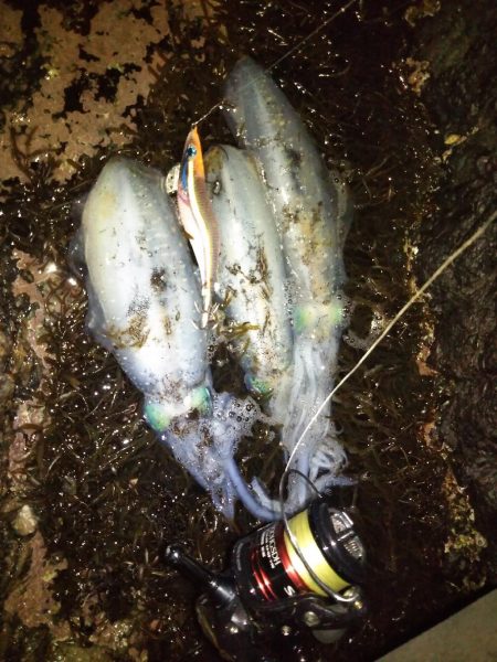 ナイトエギング