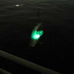 激しぶタチウオ