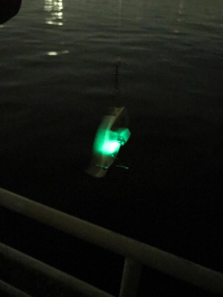 激しぶタチウオ