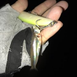 イワシパターン！