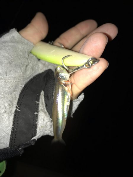 イワシパターン！