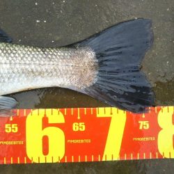 阿南市の那賀川河口でブリとシーバス