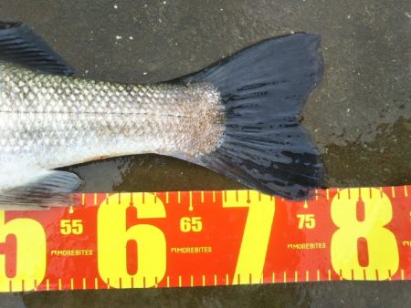 阿南市の那賀川河口でブリとシーバス