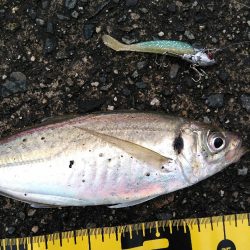 デカ アジとサゴシ