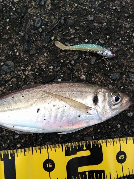 デカ アジとサゴシ