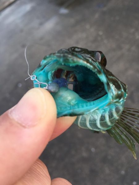 マイクロデイゲーム