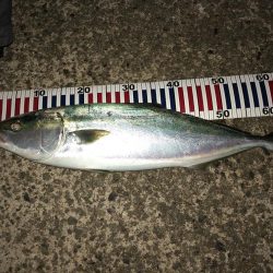 タックルボックス探してます