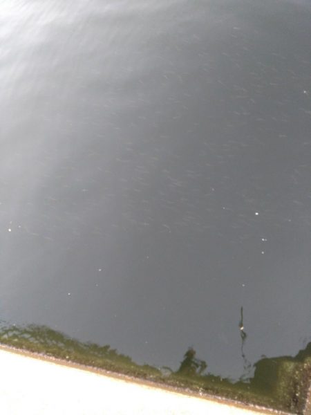 シーバスマルチも手乗りサイズ