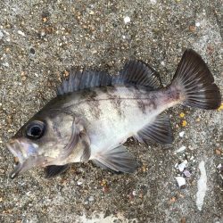 早朝ライトゲーム