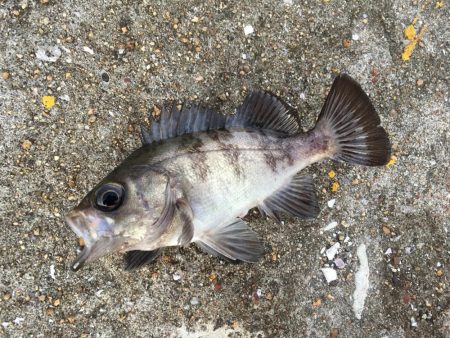 早朝ライトゲーム