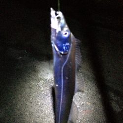 港奥ボチボチ朝の時合いは特になし