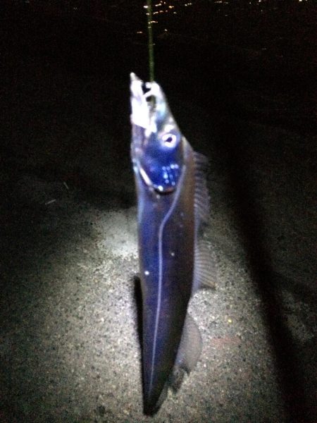 港奥ボチボチ朝の時合いは特になし