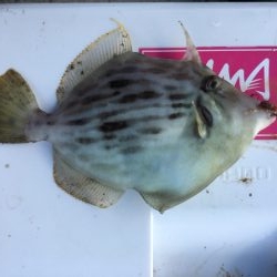 カレイ投げ釣り