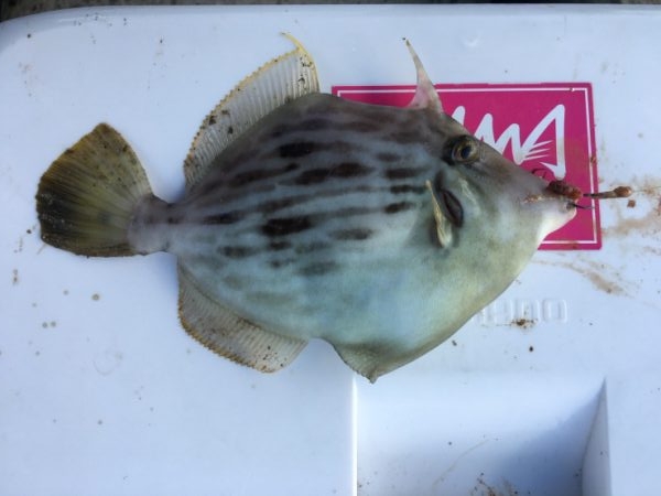 カレイ投げ釣り