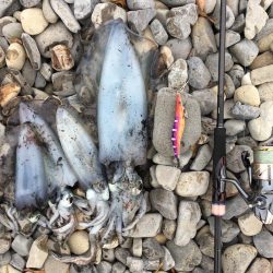 大里松原海岸 アオリイカ1kg+3杯で入魂！