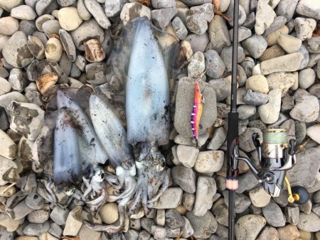 大里松原海岸 アオリイカ1kg+3杯で入魂！