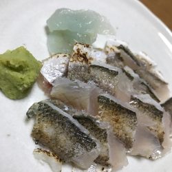 メバルは無し！