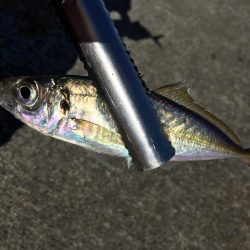 大阪奥湾サビキ アジ快釣