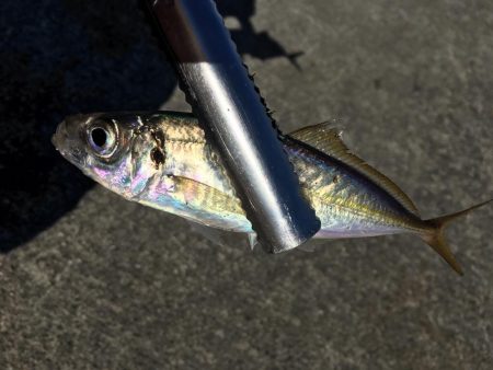 大阪奥湾サビキ アジ快釣