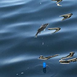 イワシはいませんでした。