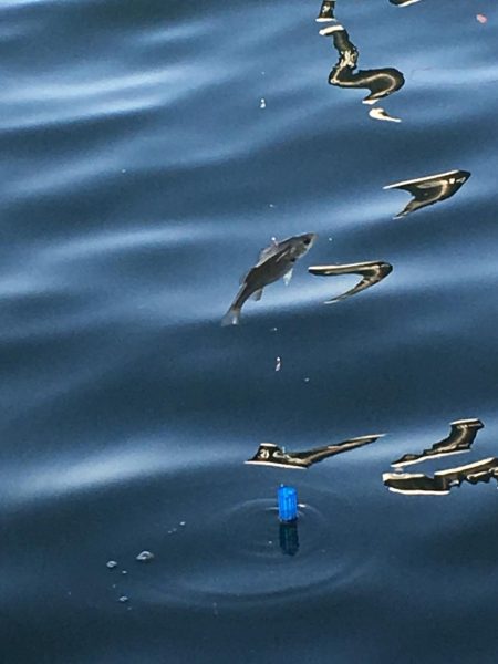 イワシはいませんでした。