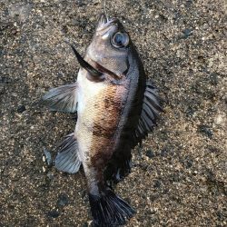 坊主を回避した(笑)。