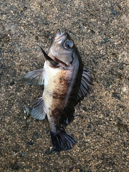 坊主を回避した(笑)。