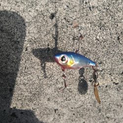 ジグパラスピンでツバス