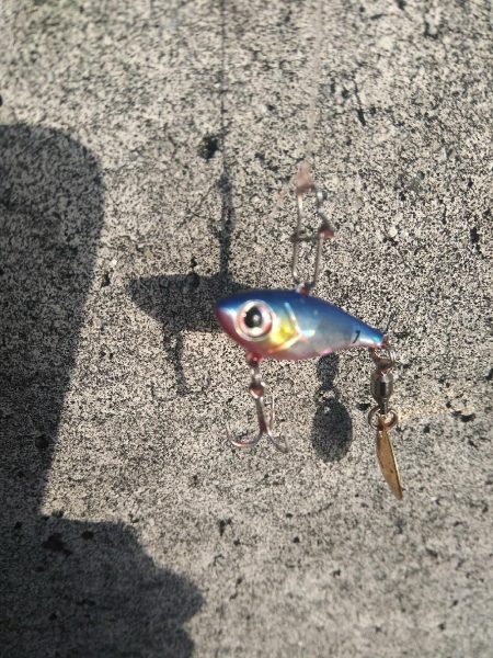 ジグパラスピンでツバス