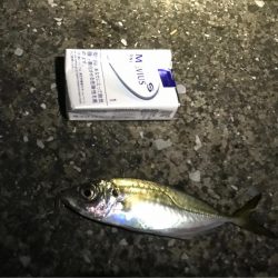 イナダ、アジ、ハゼ！