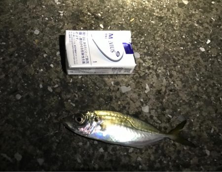 イナダ、アジ、ハゼ！