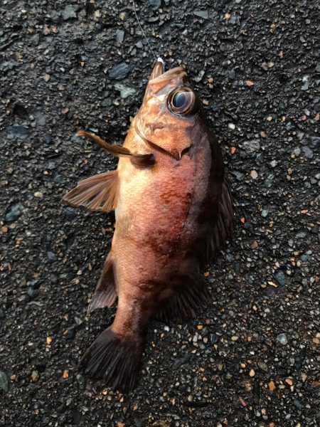 朝から釣りをする(笑)。