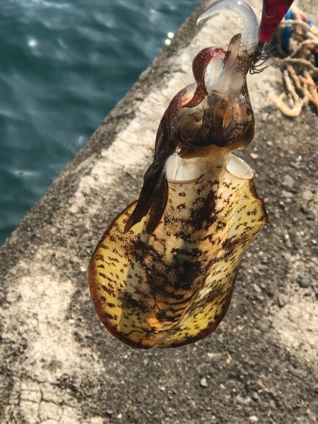 強風回避コースでランガン