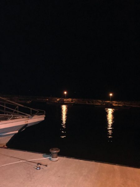 やっぱりガシラ