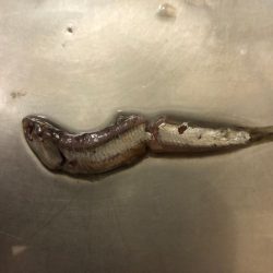 タチウオ終盤戦