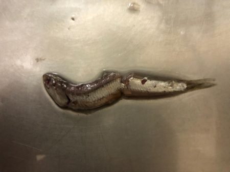 タチウオ終盤戦