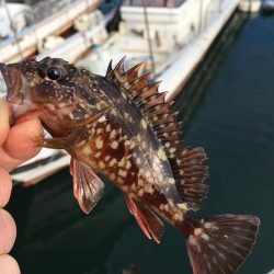 マイクロデイゲー