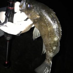 アジング！時々メバリング！