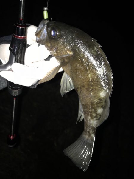 アジング！時々メバリング！