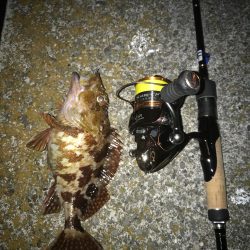 アジングからの