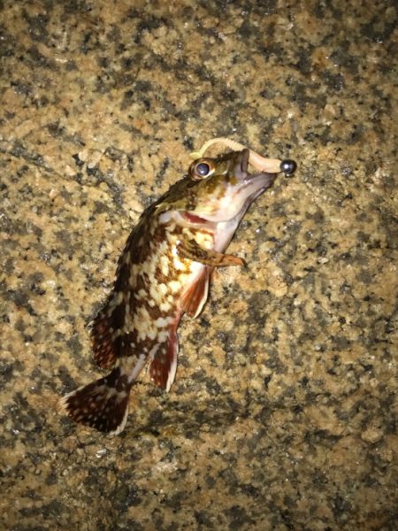 ガシラジグタン