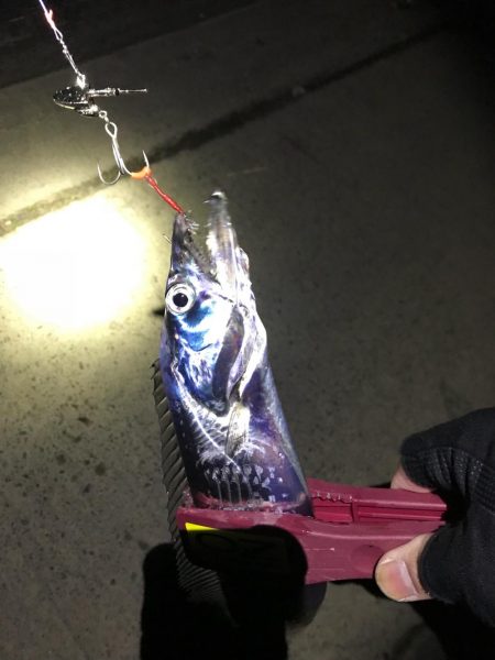 やったりましたドラゴン3匹!