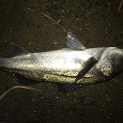 ナイトシーバス