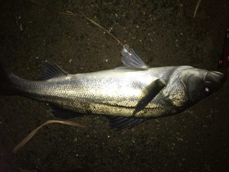 ナイトシーバス